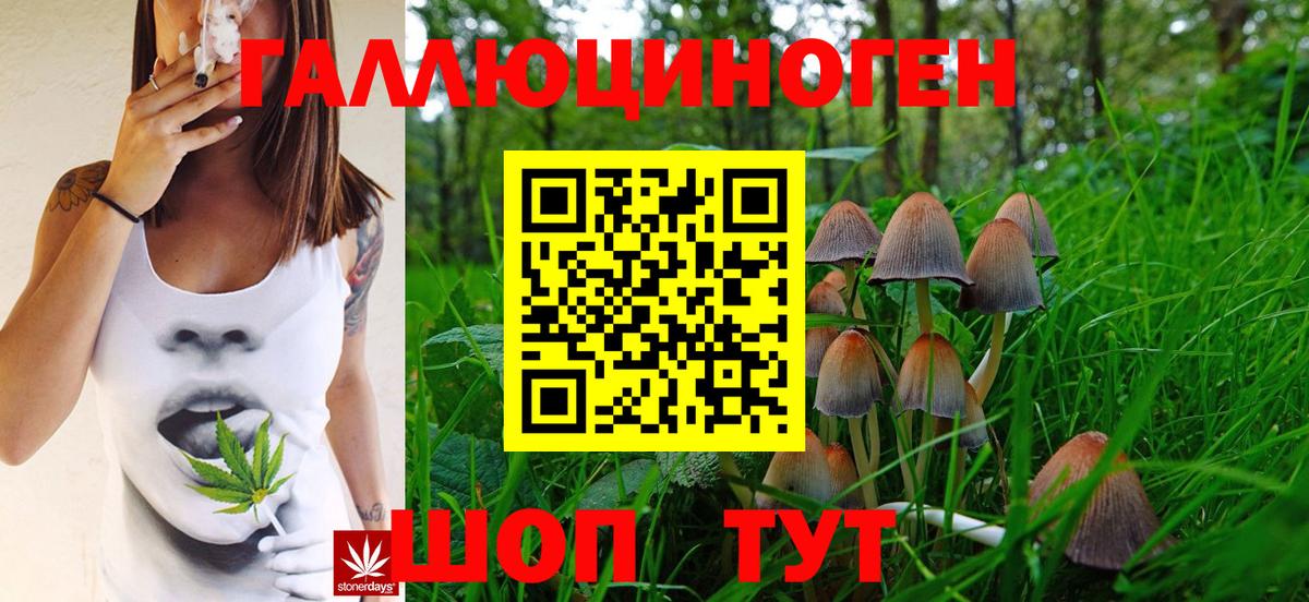 Псилоцибиновые грибы Psilocybe Саянск